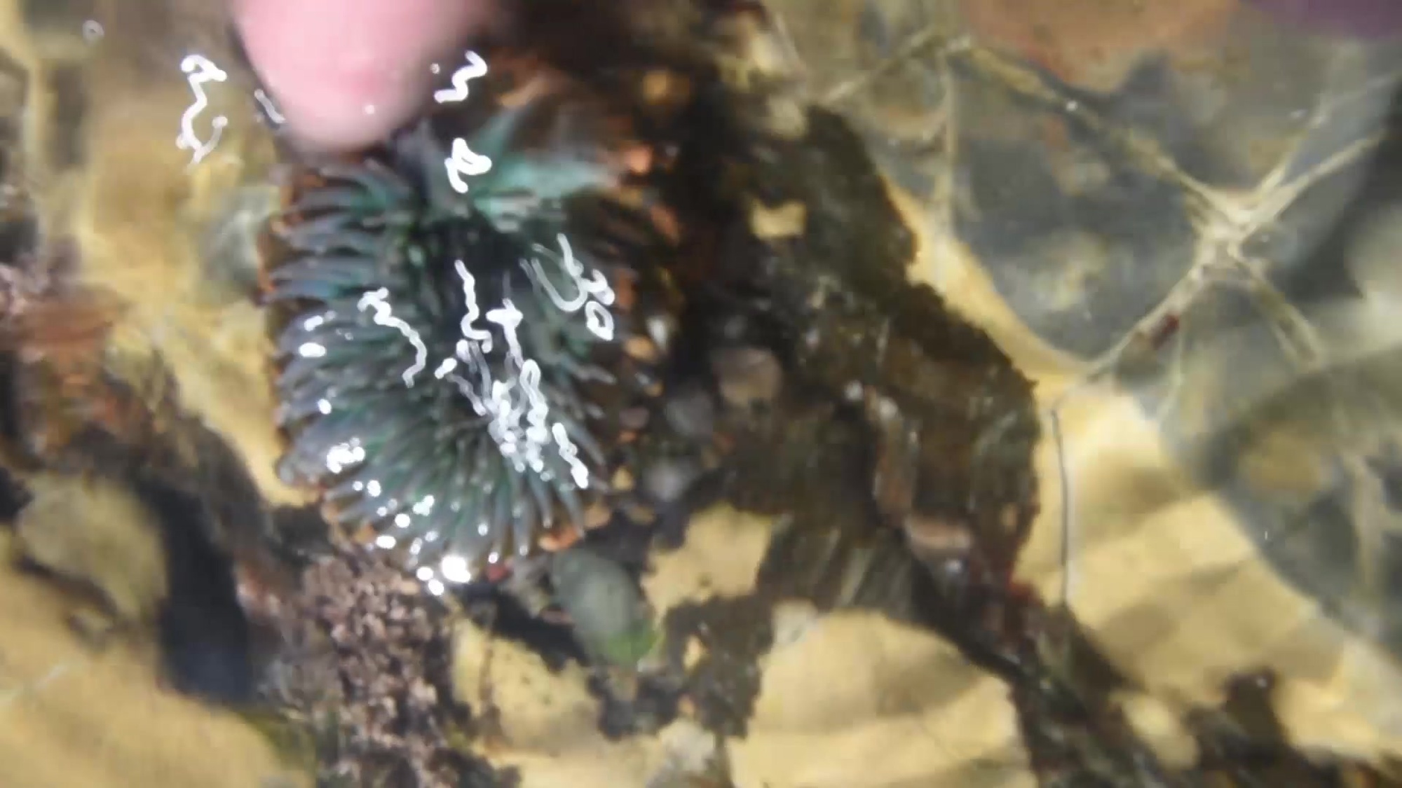 Discovering tide pools is a very popular attraction on the Central Coast of Vandenberg AFB, CA.