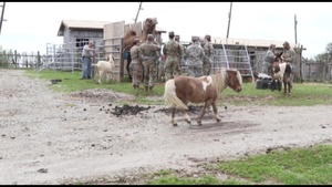 Military Medical veterinary