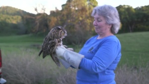 Raptor Rescue