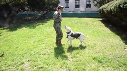 Walter Reed Bethesda Facility Dog Program