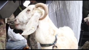 Billy the goat