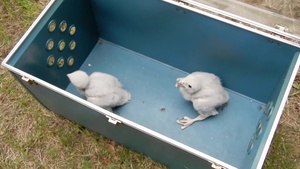 Peregrin Falcon chicks removed from Westover Hangar