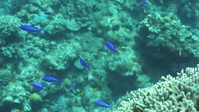 World Oceans Day