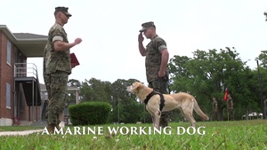 U.S. Marine Corps Working Dog Retirement