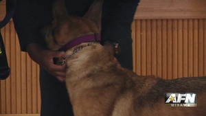 Working Dog Retirement