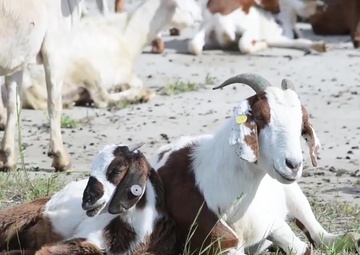 Goats Are Back at Malmstrom Air Force Base