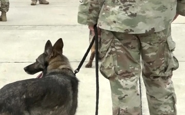Military Working Dogs Full Week of Deployment Readiness Training