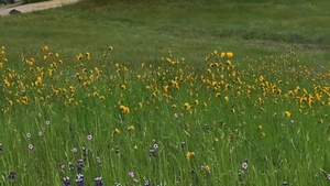 Wildflowers of Black Butte Lake