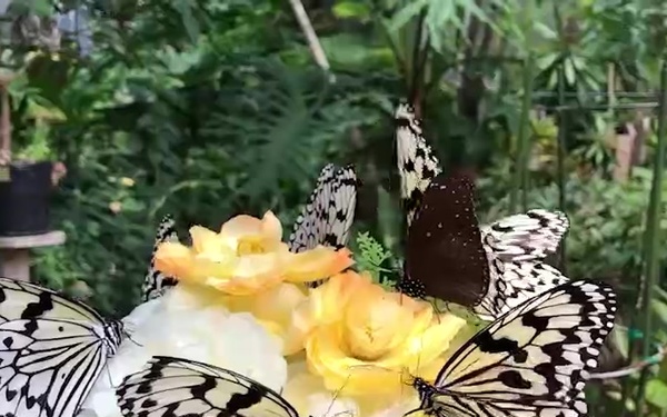 OkiAdventure Butterfly Garden