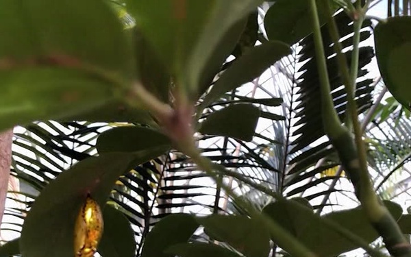 Sights and Sounds Okinawa Butterfly Garden