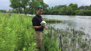 Beetles Released as Invasive Species Control at Seneca Bluffs Project