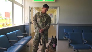 Military Working Dogs - Detection Training