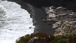 Seals and Sea Lions on Vandenberg Air Force Base's Coastline