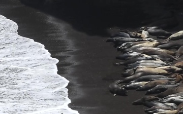 Seals and Sea Lions on Vandenberg Air Force Base's Coastline