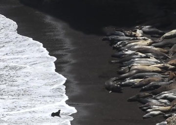 Seals and Sea Lions on Vandenberg Air Force Base's Coastline