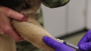 Kadena Vet Clinic