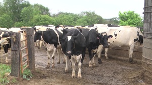 Soldiers visit dairy farm