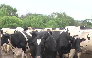 Soldiers visit dairy farm