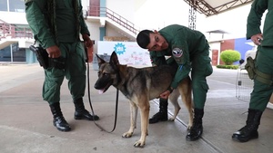 Providing Comfort: Dog Days in Puntarenas