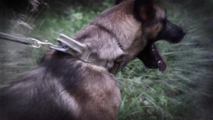 100th Military Police Company, Military Working Dogs