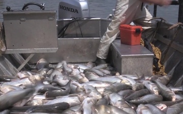 Agency demonstrates electrofishing at Barkley Dam on Cumberland River