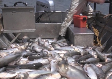 Agency demonstrates electrofishing at Barkley Dam on Cumberland River