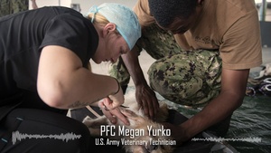 Providing Comfort: Feline Fine in Doggy PACU