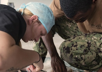 Providing Comfort: Feline Fine in Doggy PACU