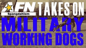AFN Takes On Military Working Dogs