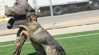 332 ESFS MWDs Demo at Joint Training Center Jordan