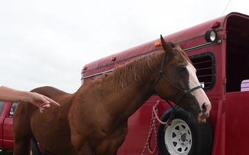 Langley Horse Evacuations