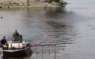 Flowering Rush: Controlling an Invasive Species Through Innovation and Partnership with Walla Walla District