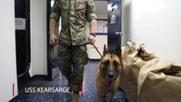 Cool Jobs: Military Working Dogs