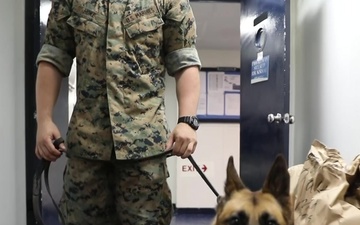 Cool Jobs: Military Working Dogs