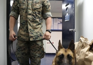 Cool Jobs: Military Working Dogs