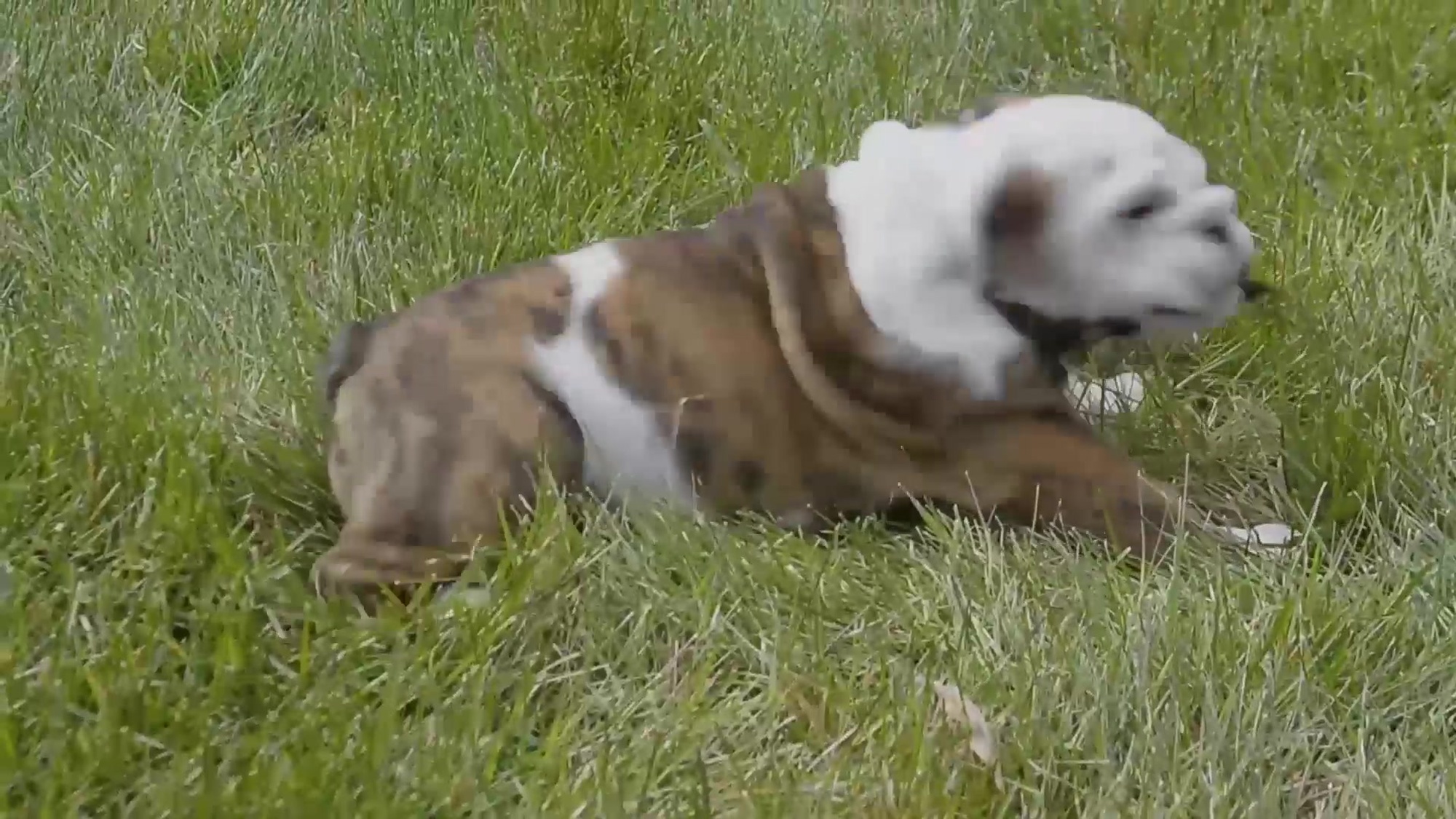 This week’s episode of our “Did You Know” series highlights the official Marine Corps mascot of Marine Barracks Washington, our very own Pfc. Chesty XV. (U.S. Marine Corps video by Cpl. James Bourgeois)