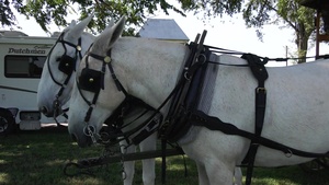 Horse Cavalry Detachment National Cavalry Competition Day 5