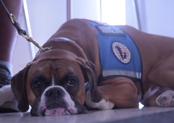 Service pups paw around Norfolk District during National Disability Employment Awareness Month