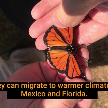 Tagging Monarch Butterflies at Poplar Island