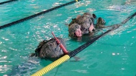 Defender Battalion builds proficiency on Combat Water Survival Training skills