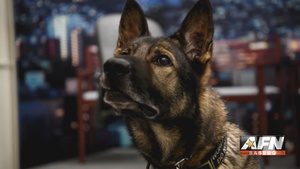 Military Working Dog