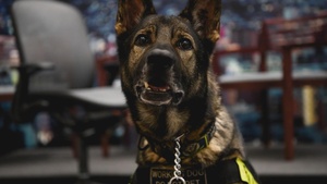 Military Working Dog
