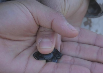 Marine Officer Candidates of Alpha Company earn the title of United States Marine