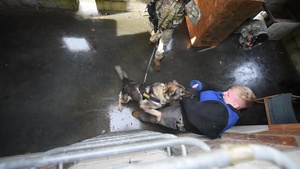 100th MP Military Working Dogs B-Roll