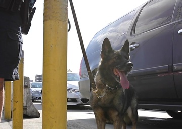 Canine Operations at the San Ysidro Port of Entry