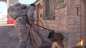Military Working Dogs, handlers conduct joint training at NTC