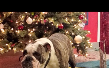 Happy Holidays from Bulldog Brigade