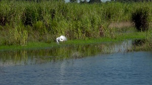Restoring our Ecosystem