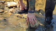 Army Corps performs endangered species survey on Fort Detrick