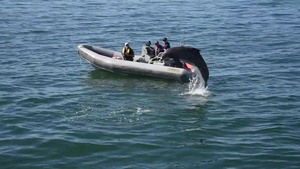 NIWC Pacific: Marine Mammals at Fleet Week|San Diego